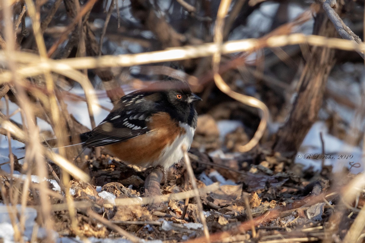 Spotted Towhee - ML140069241