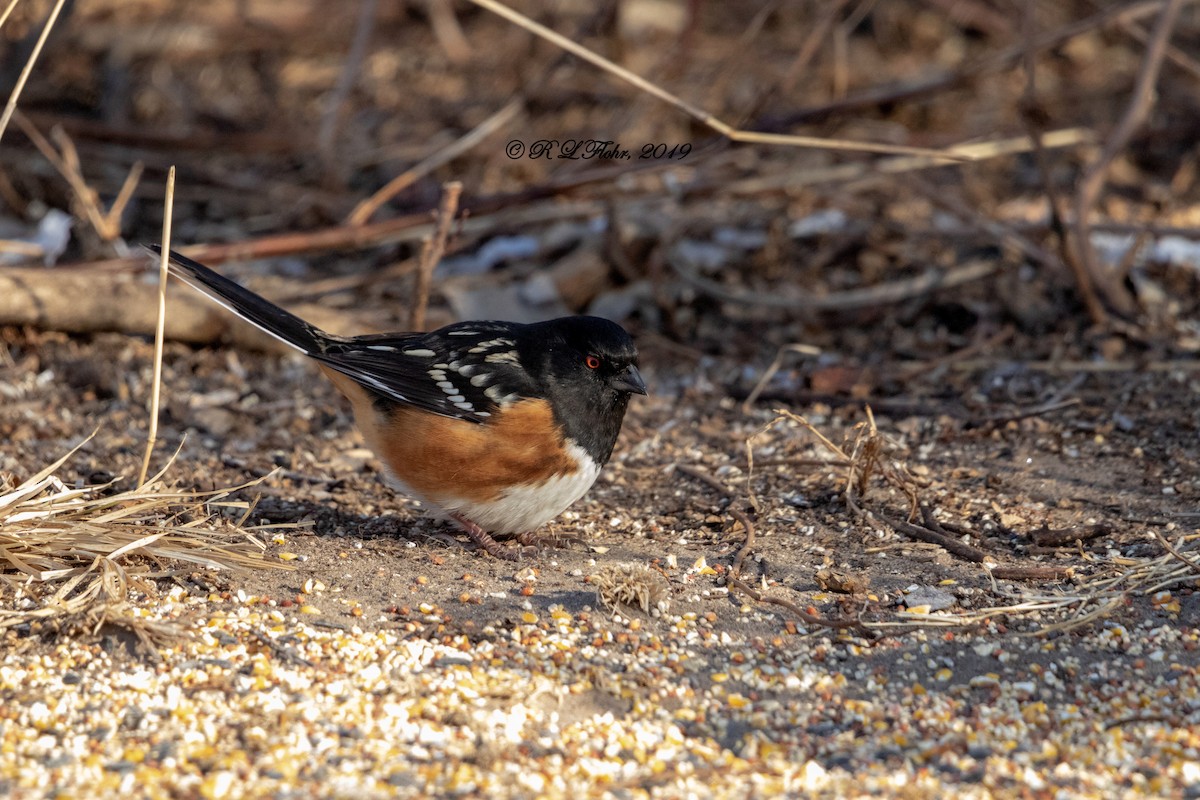 Spotted Towhee - ML140069281
