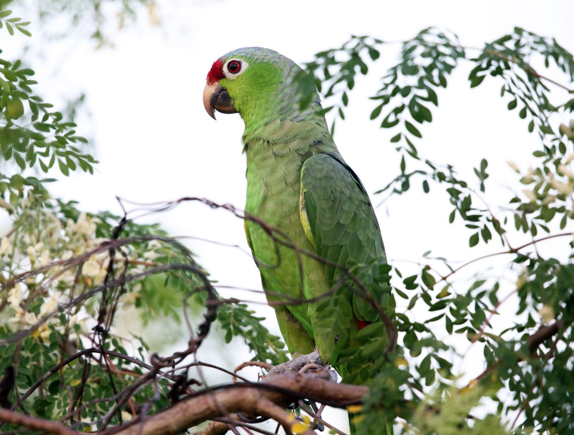 Red-lored Parrot - ML140069331