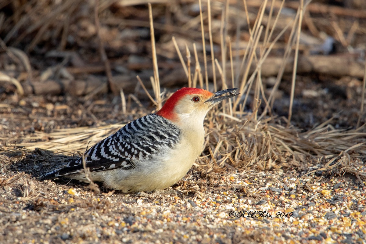 Red-bellied Woodpecker - Rita Flohr