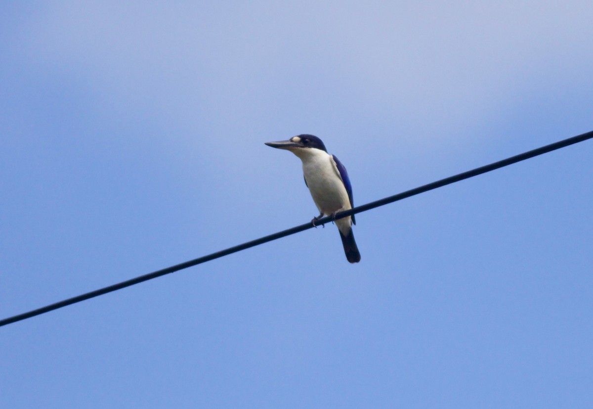 Forest Kingfisher - ML140071741