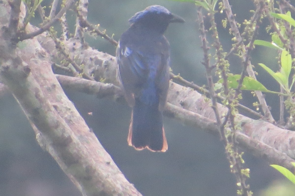 Philippine Fairy-bluebird - Edward Allen