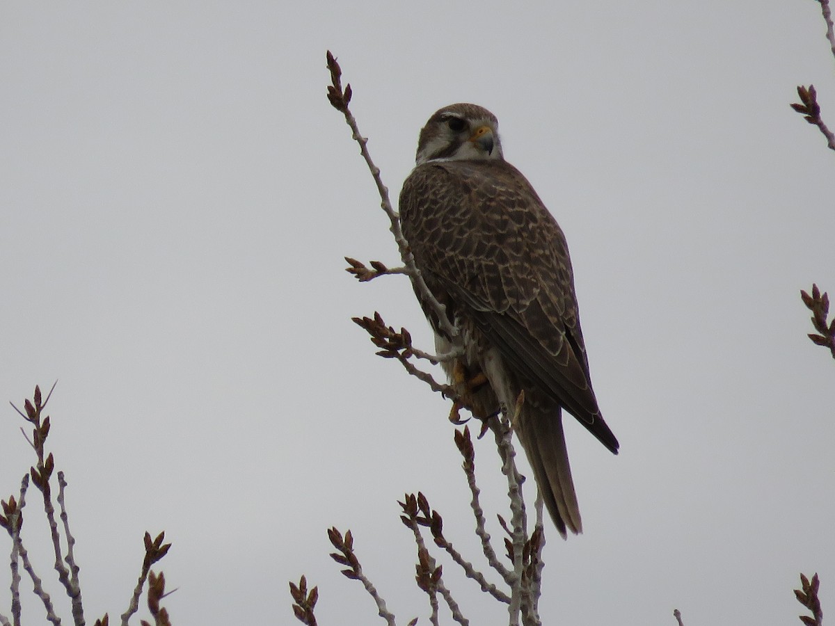 Prairie Falcon - Dave Hawksworth