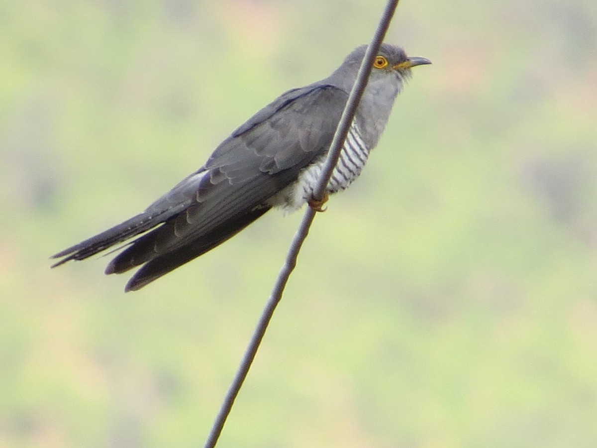 Common Cuckoo - Edward Allen