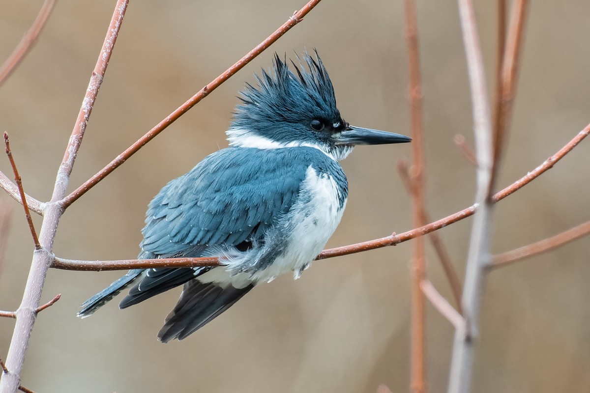 Belted Kingfisher - ML140075241
