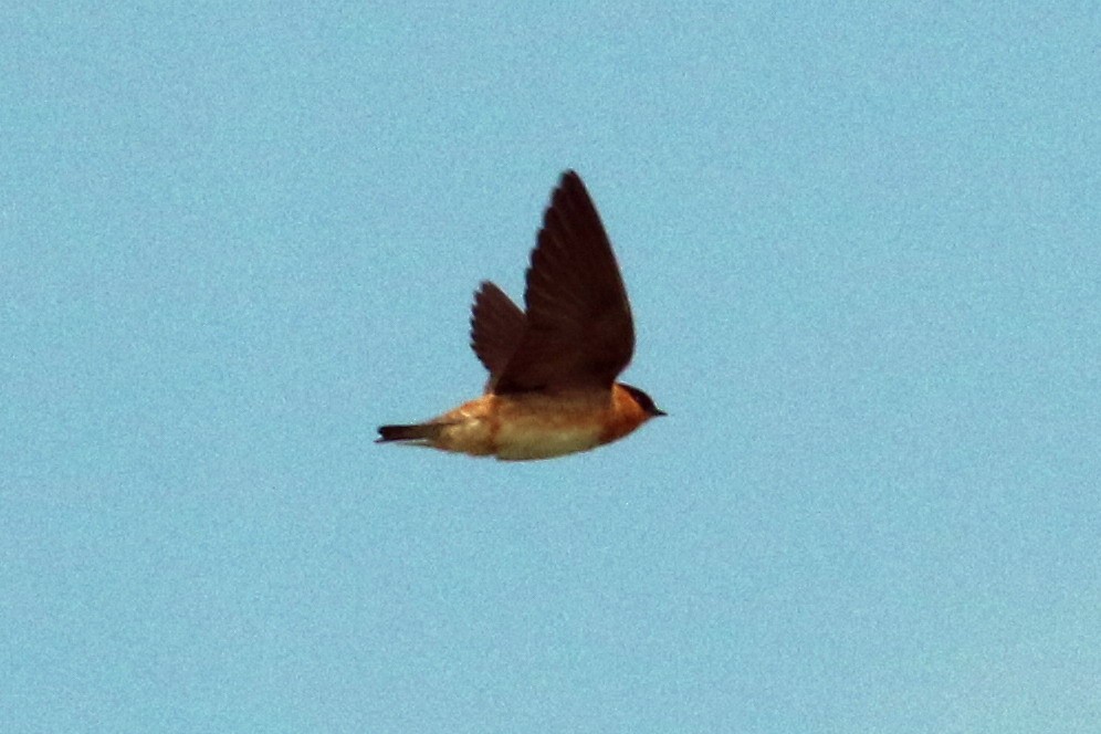 Cave Swallow (Texas) - Dan Jones