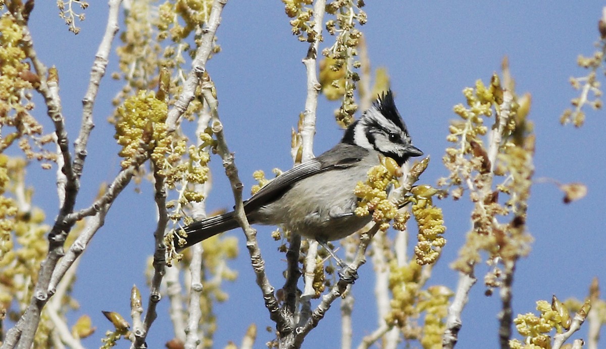 Bridled Titmouse - Gary Jarvis