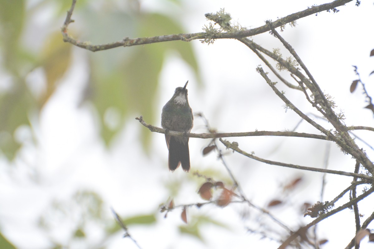 kolibřík turmalinový - ML140080021