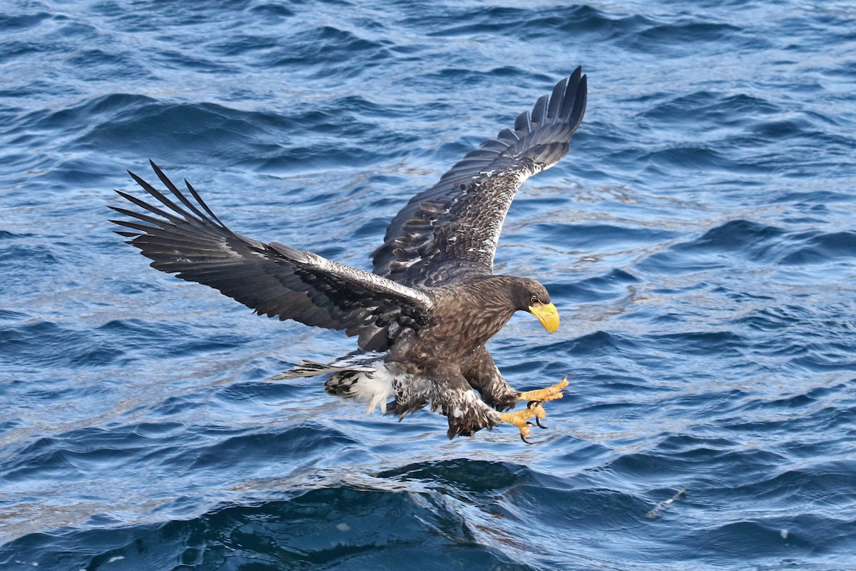 Steller's Sea-Eagle - Charley Hesse TROPICAL BIRDING