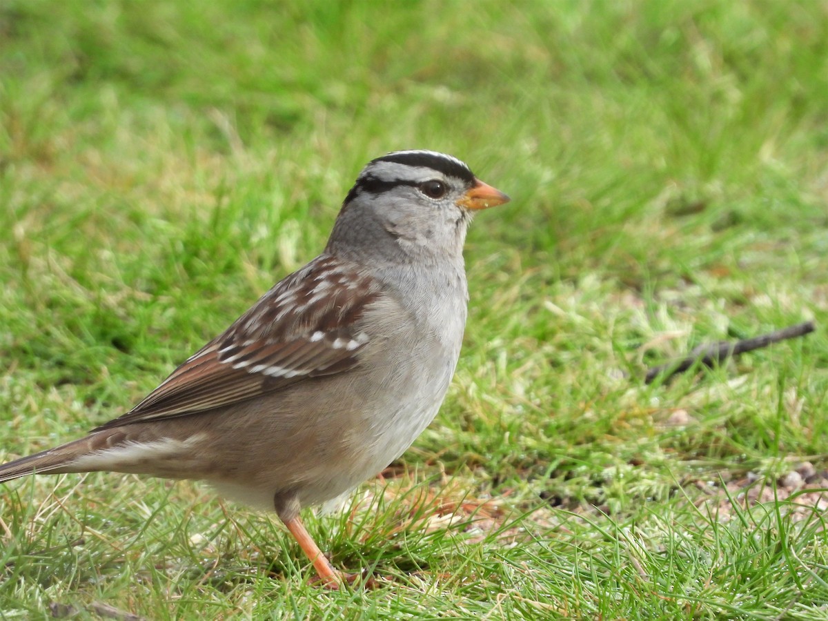 White-crowned Sparrow - ML140080811