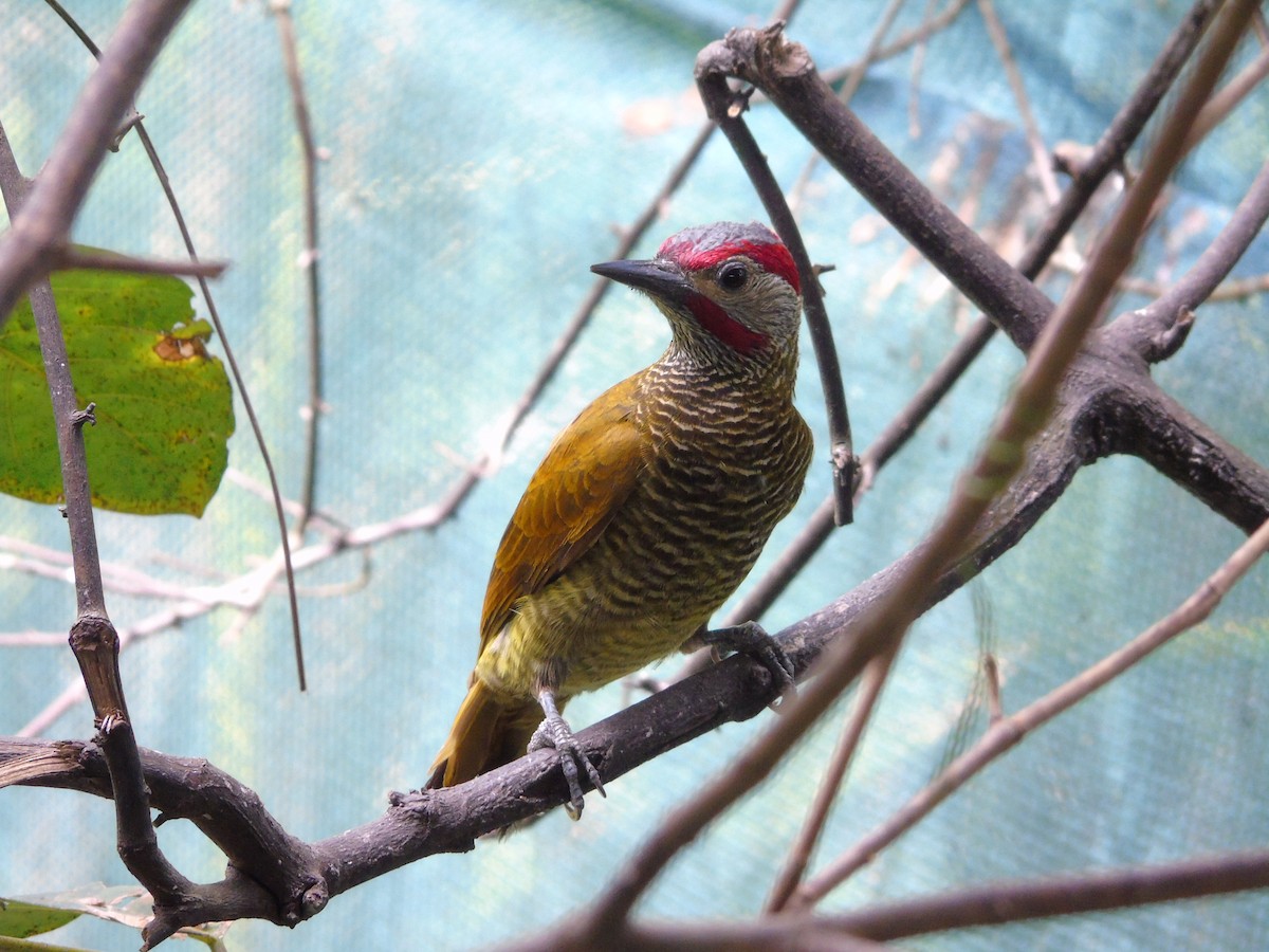 Golden-olive Woodpecker - Danny J Alvarado S