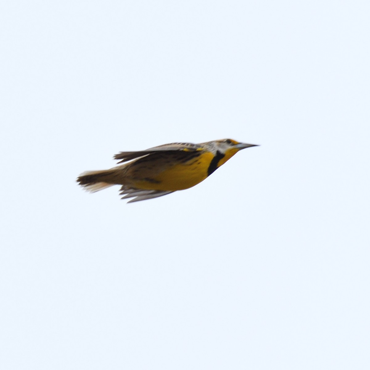 Eastern Meadowlark (Eastern) - Joe Girgente