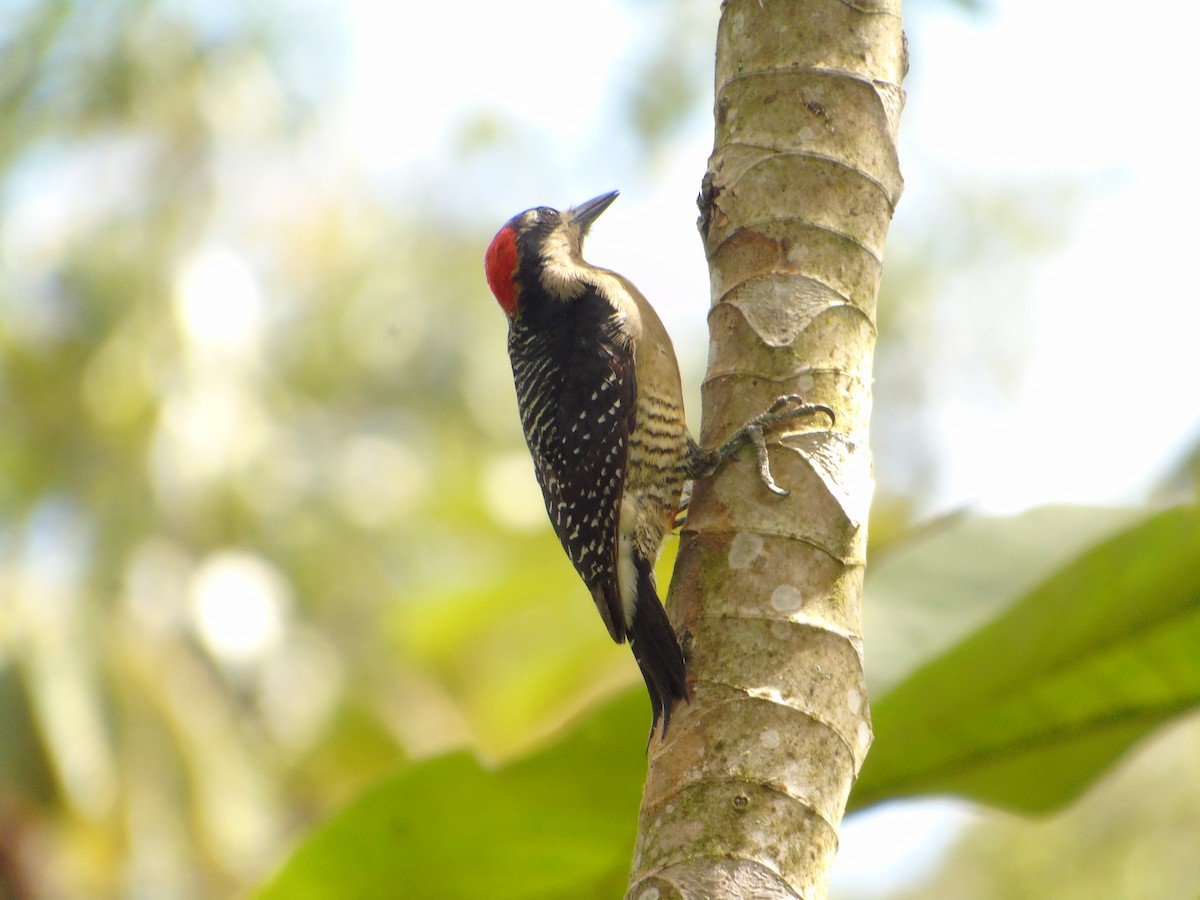 Black-cheeked Woodpecker - Danny J Alvarado S