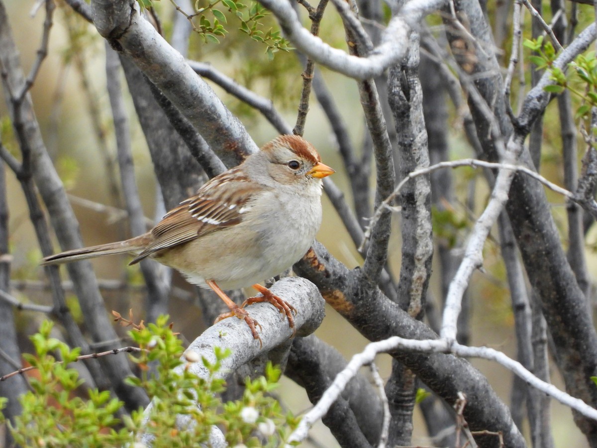 White-crowned Sparrow - ML140085871