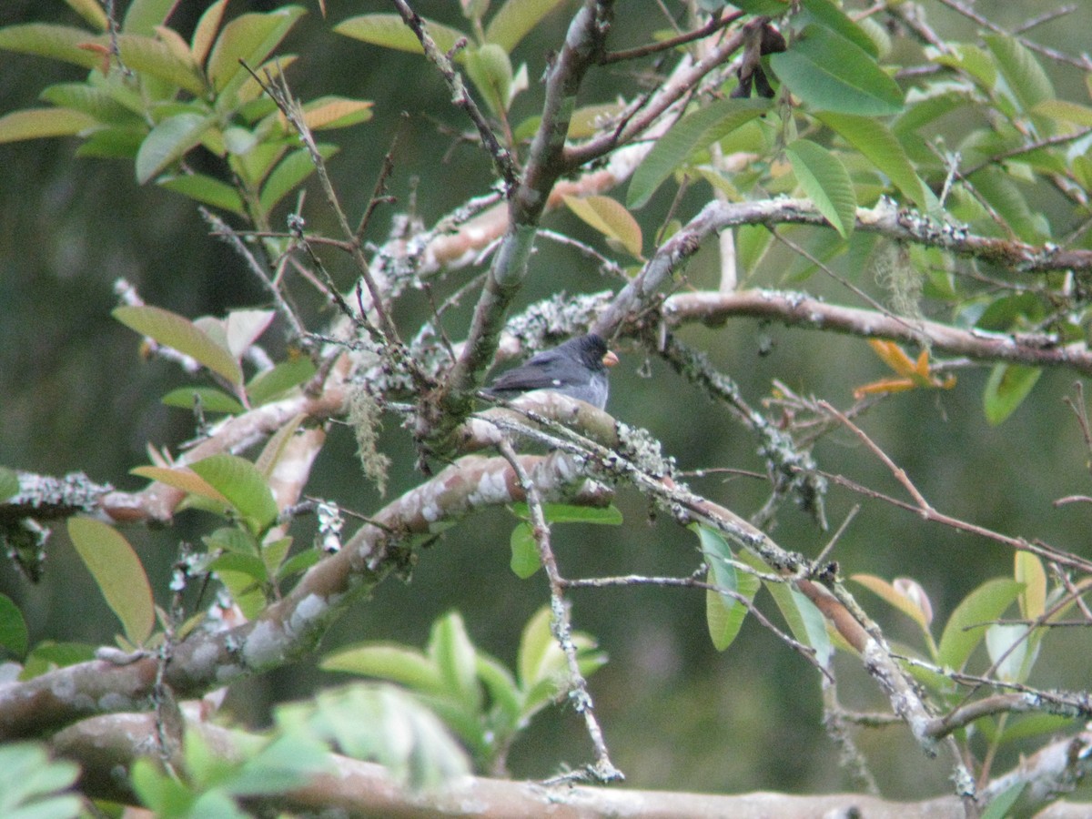 Gray Seedeater - ML140087661