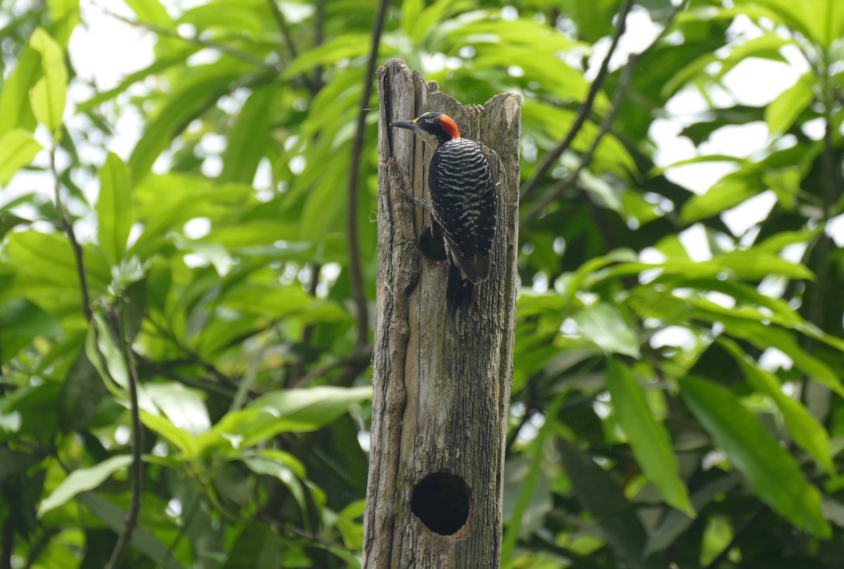 Black-cheeked Woodpecker - ML140088171