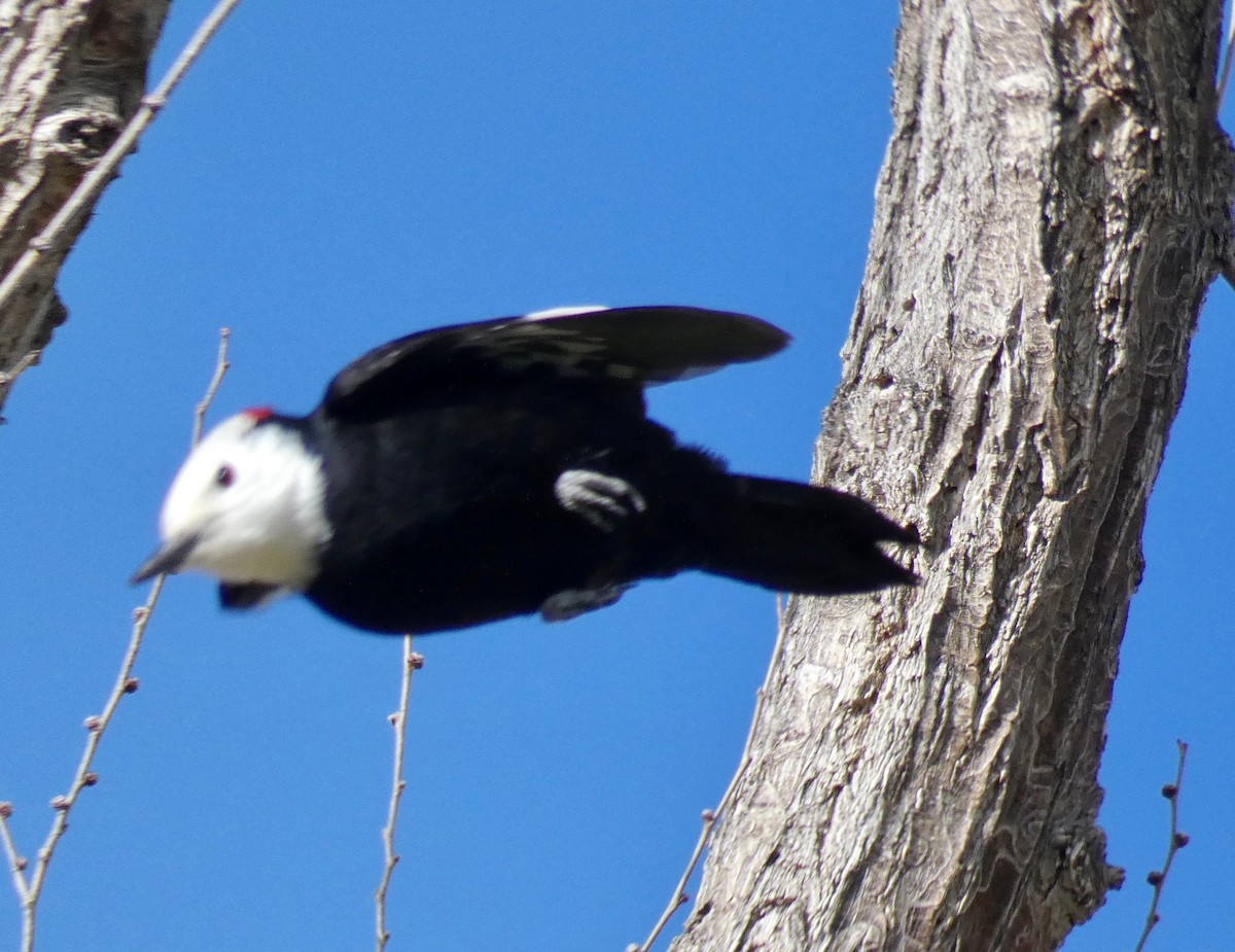 White-headed Woodpecker - ML140089041