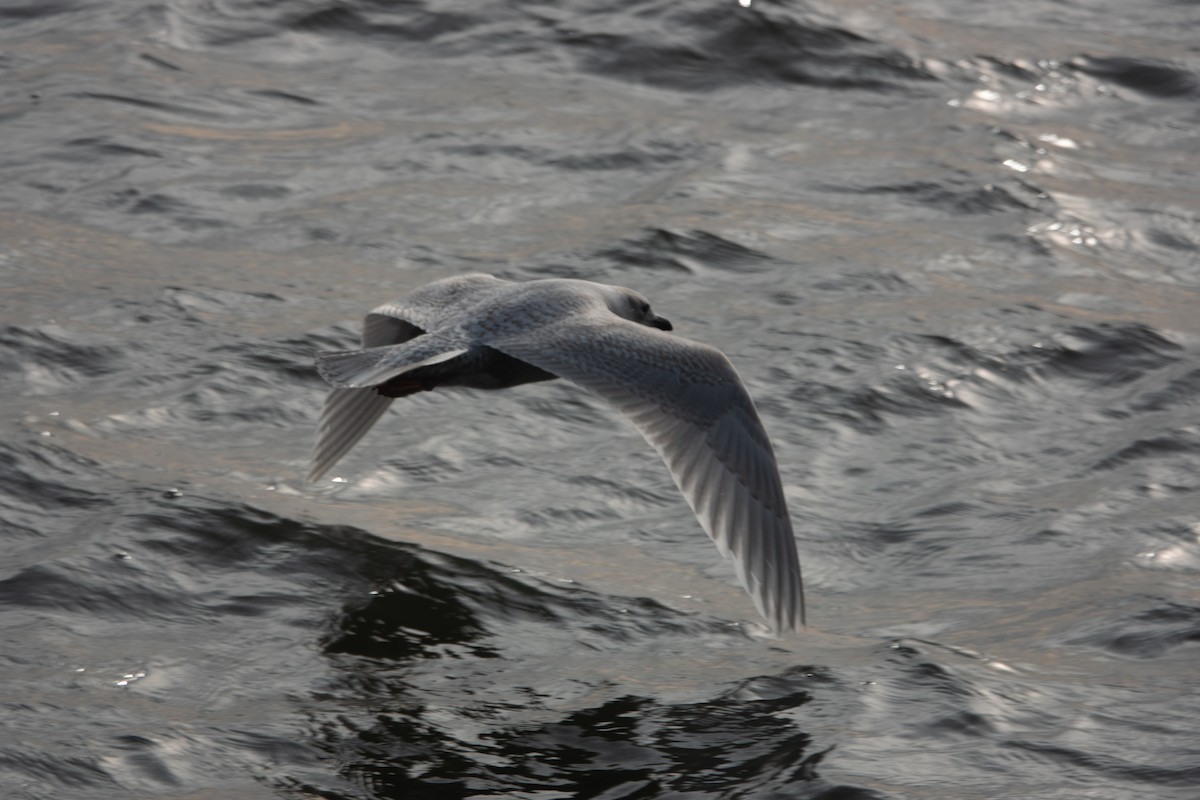 Iceland Gull (kumlieni) - MI YU