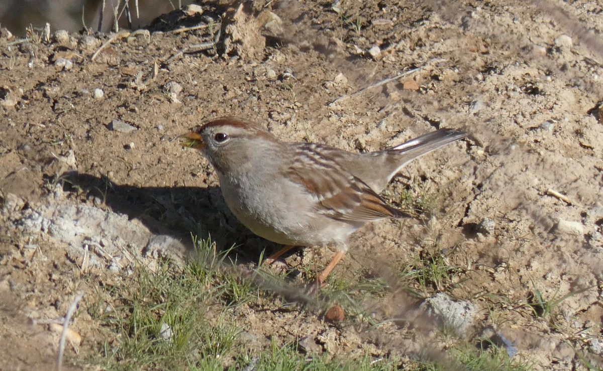 White-crowned Sparrow - ML140090691
