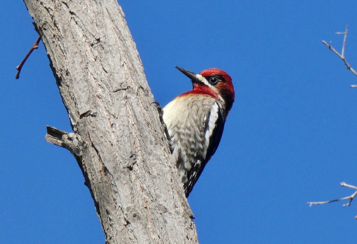 Red-breasted Sapsucker - ML140090911
