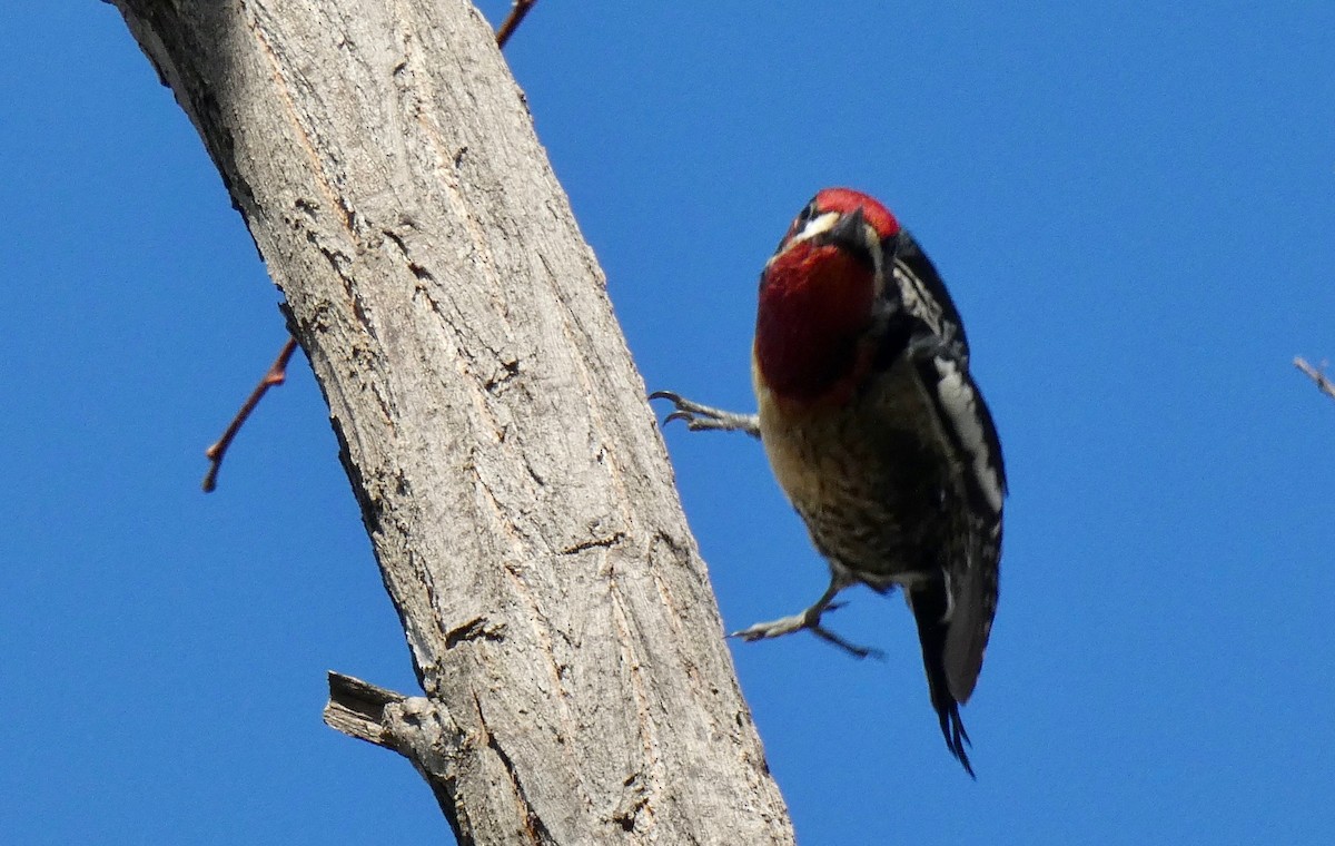 Red-breasted Sapsucker - ML140090981