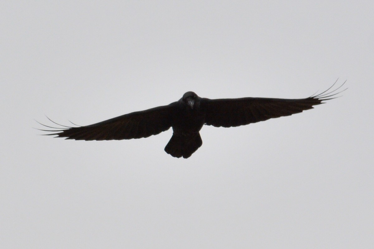 Common Raven - ML140091041
