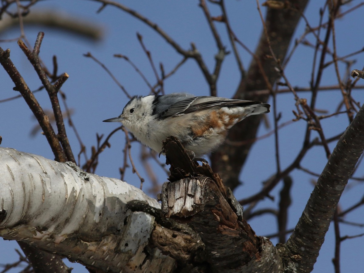 White-breasted Nuthatch (Eastern) - ML140091091
