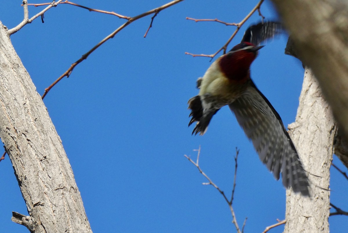 Red-breasted Sapsucker - ML140091141