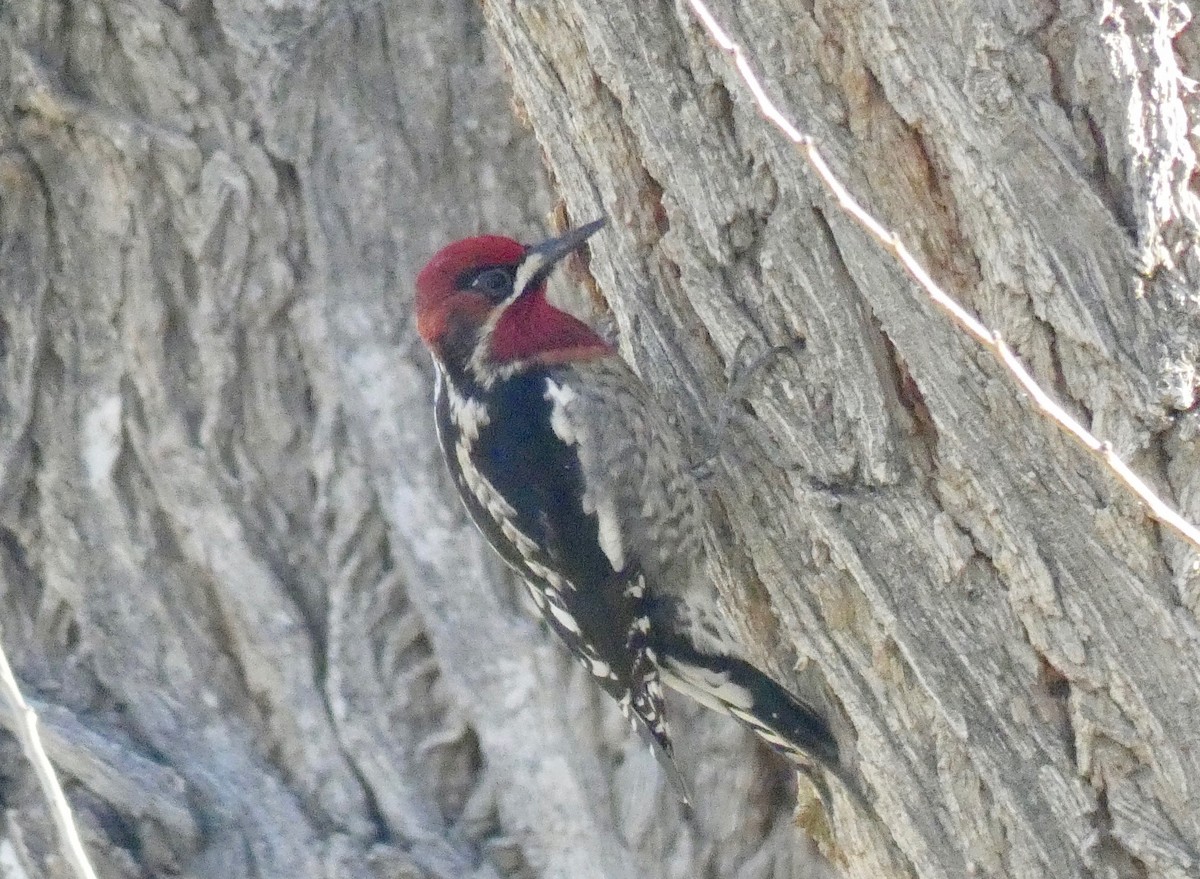 Red-breasted Sapsucker - ML140091251