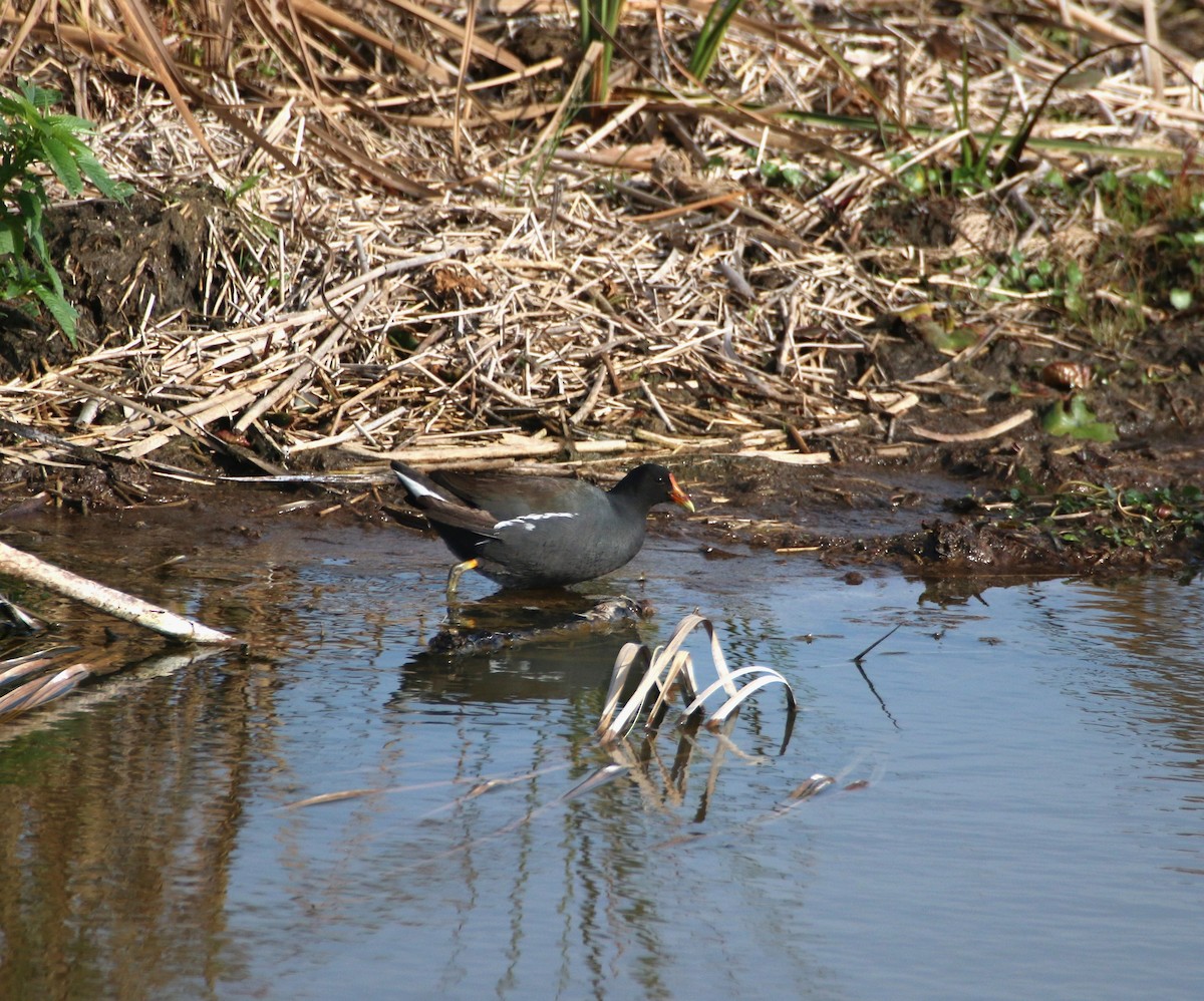 Common Gallinule - Anne Jacobs