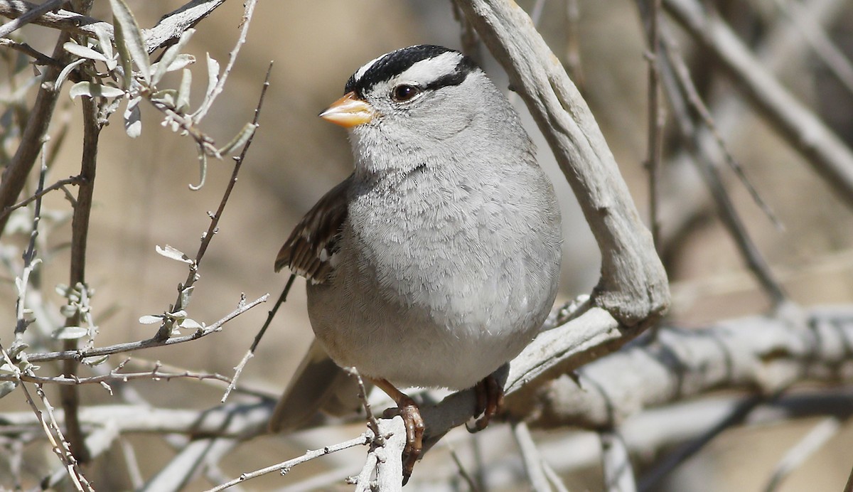 White-crowned Sparrow - ML140093321