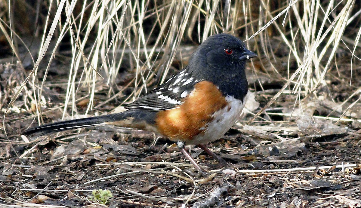 Spotted Towhee - Gary Jarvis
