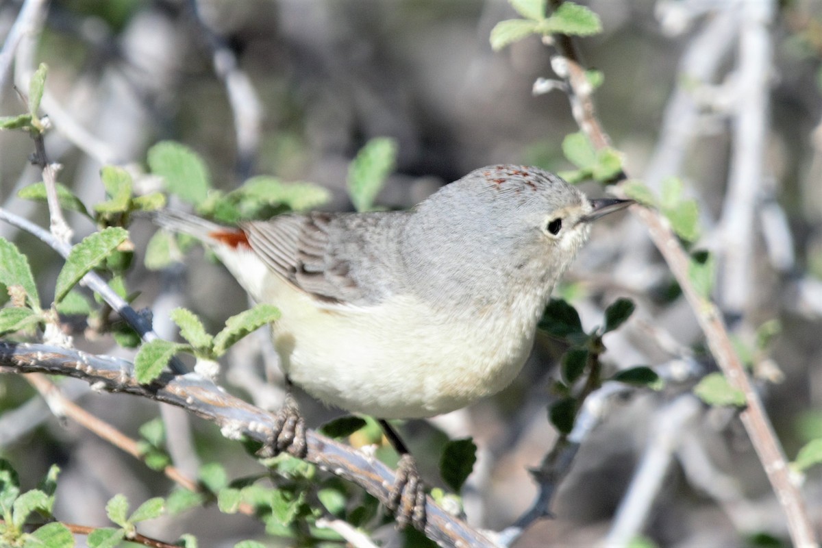 Lucy's Warbler - Luc Tremblay
