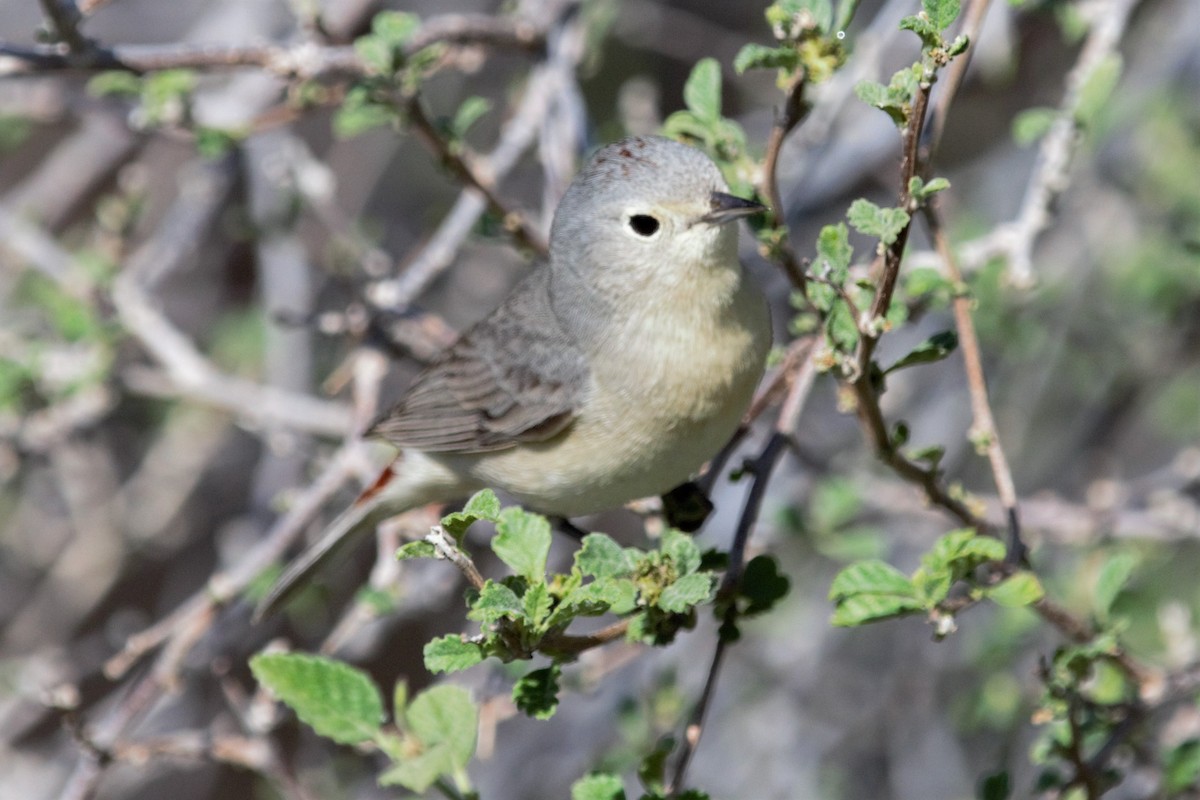 Lucy's Warbler - Luc Tremblay