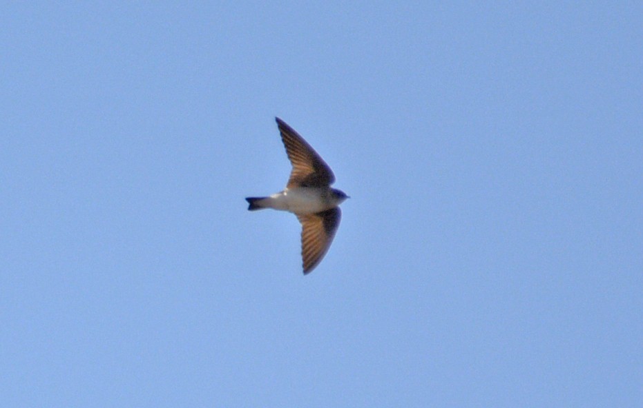 Tree Swallow - Hal Robins