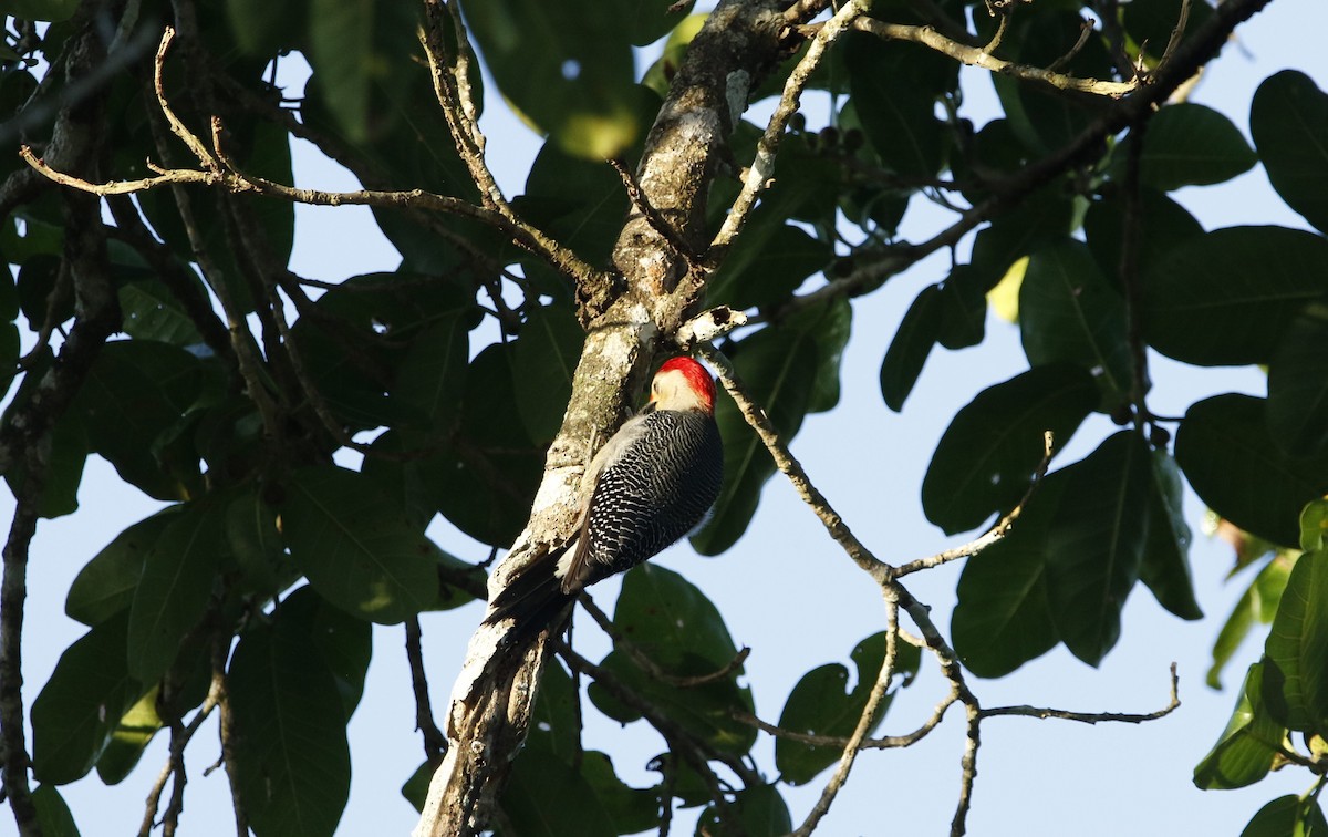 Yucatan Woodpecker - Jon Aird