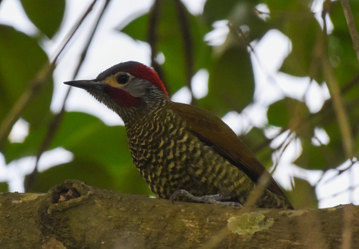 Golden-olive Woodpecker - Mauricio López