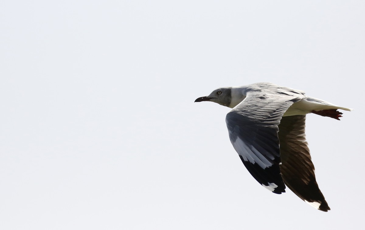 Gray-hooded Gull - Jay McGowan