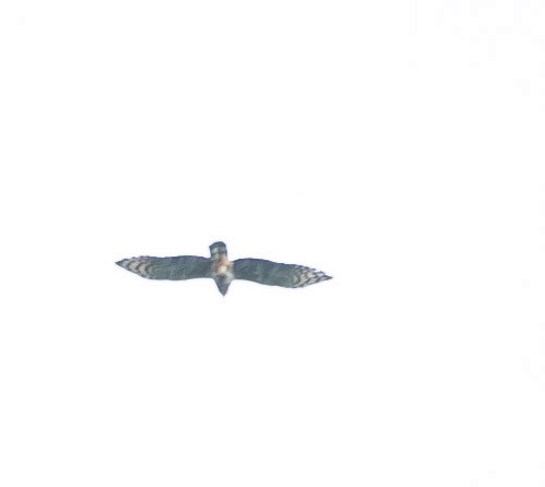 Ornate Hawk-Eagle - ML140102751