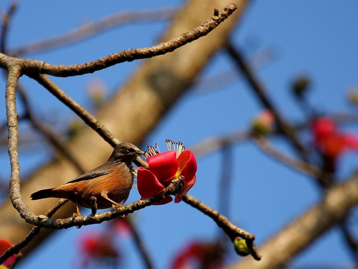 Chestnut-tailed Starling - ML140105911