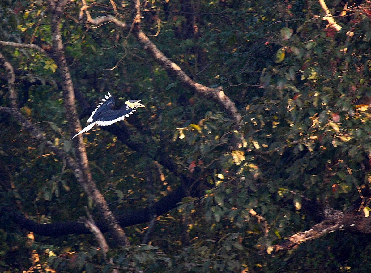 Malabar Pied-Hornbill - Gopi Sundar