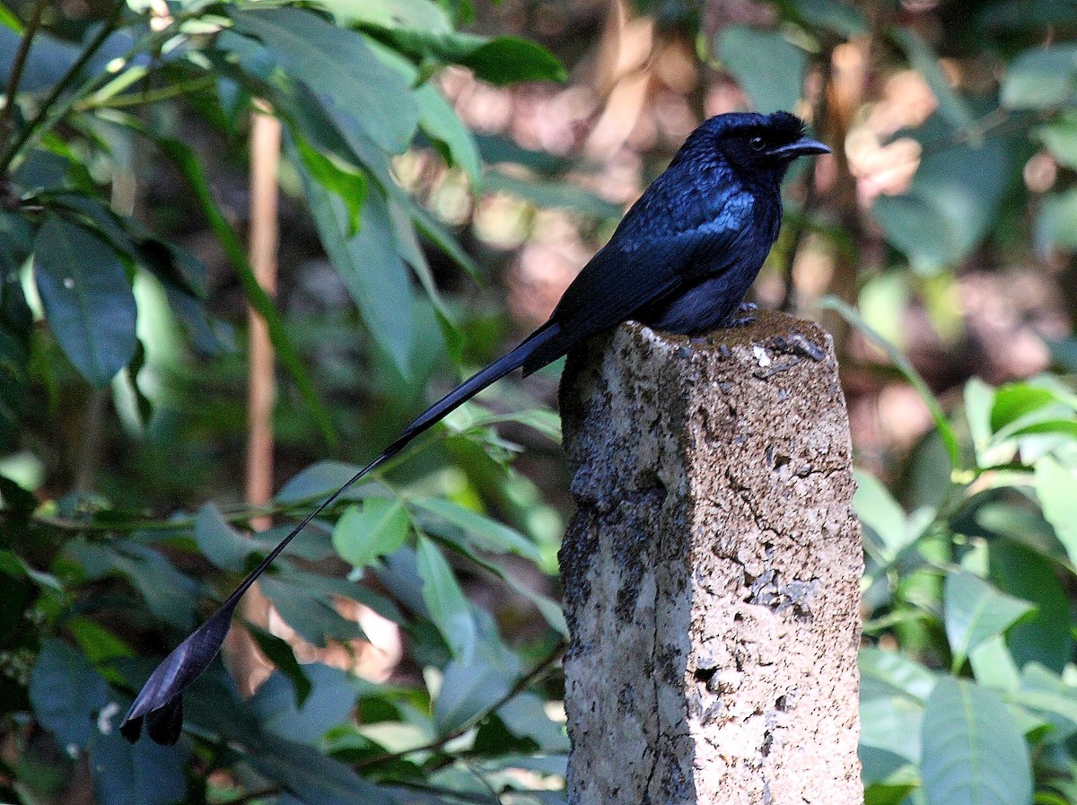 Greater Racket-tailed Drongo - ML140106231