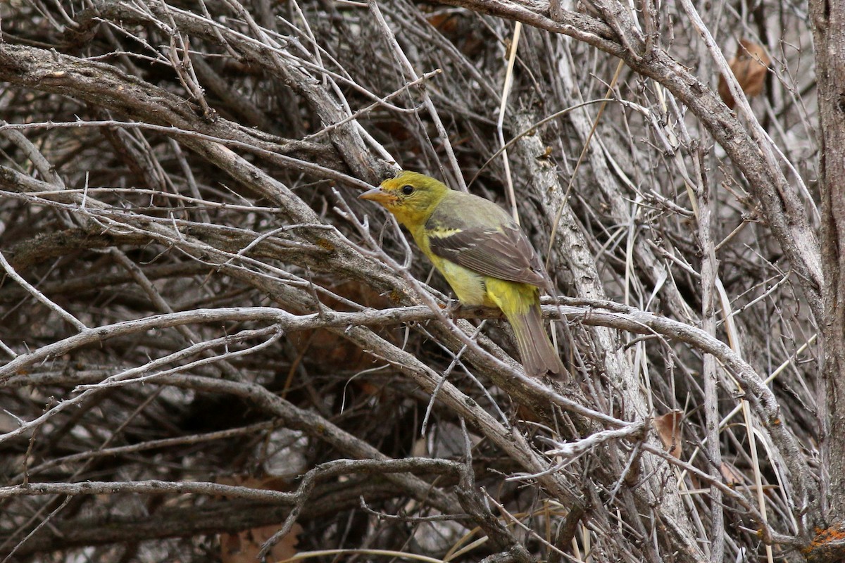 Western Tanager - ML140106251