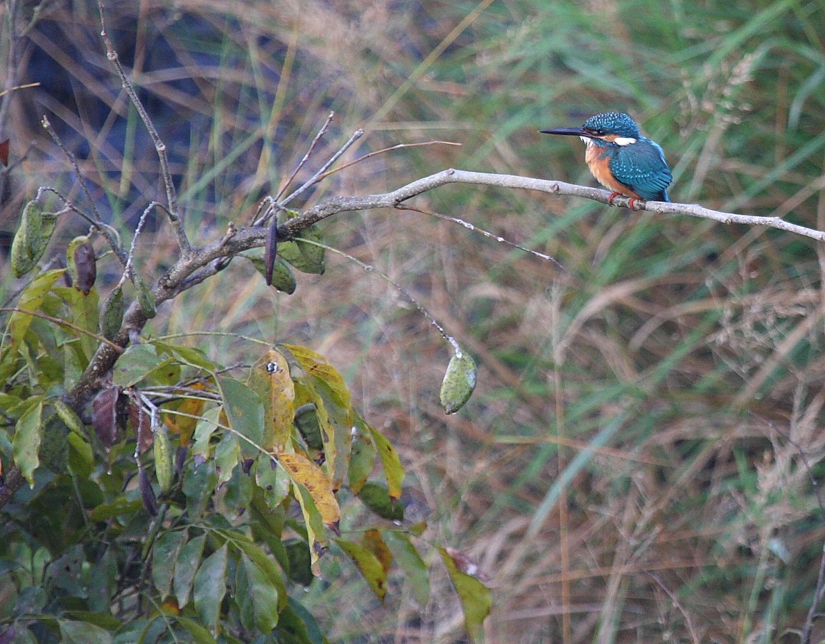 Common Kingfisher - Gopi Sundar
