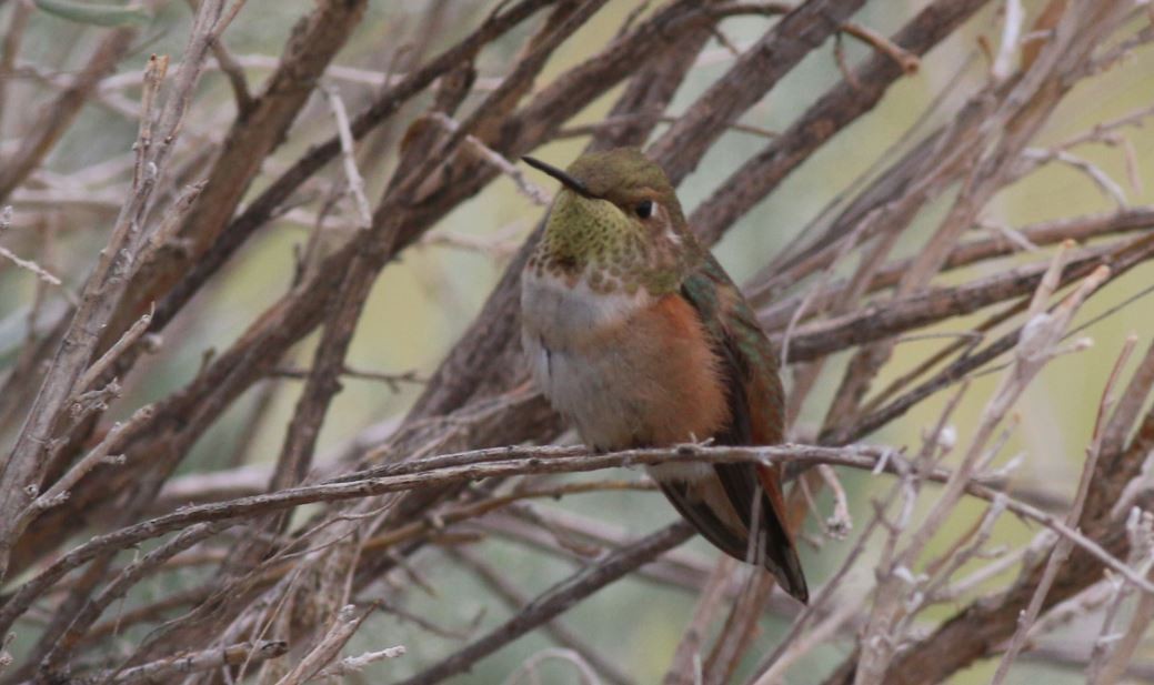 Rufous Hummingbird - ML140106401
