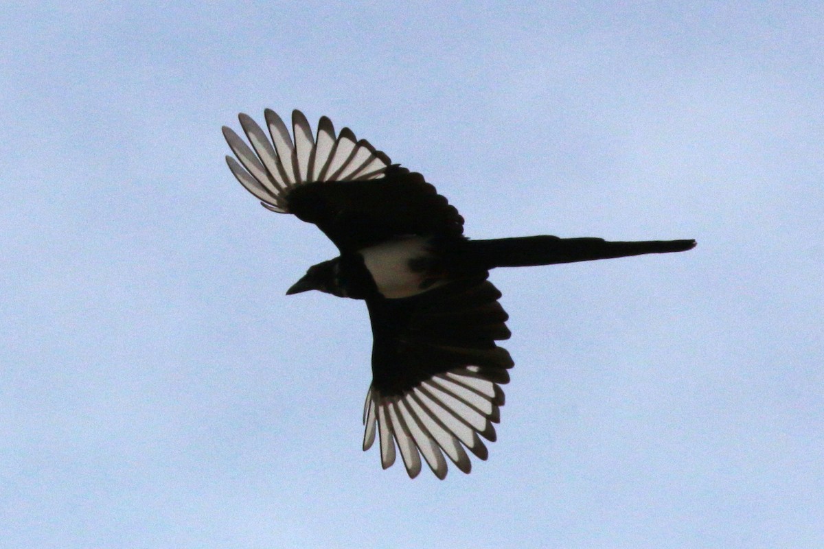 Black-billed Magpie - Nick  Kontonicolas