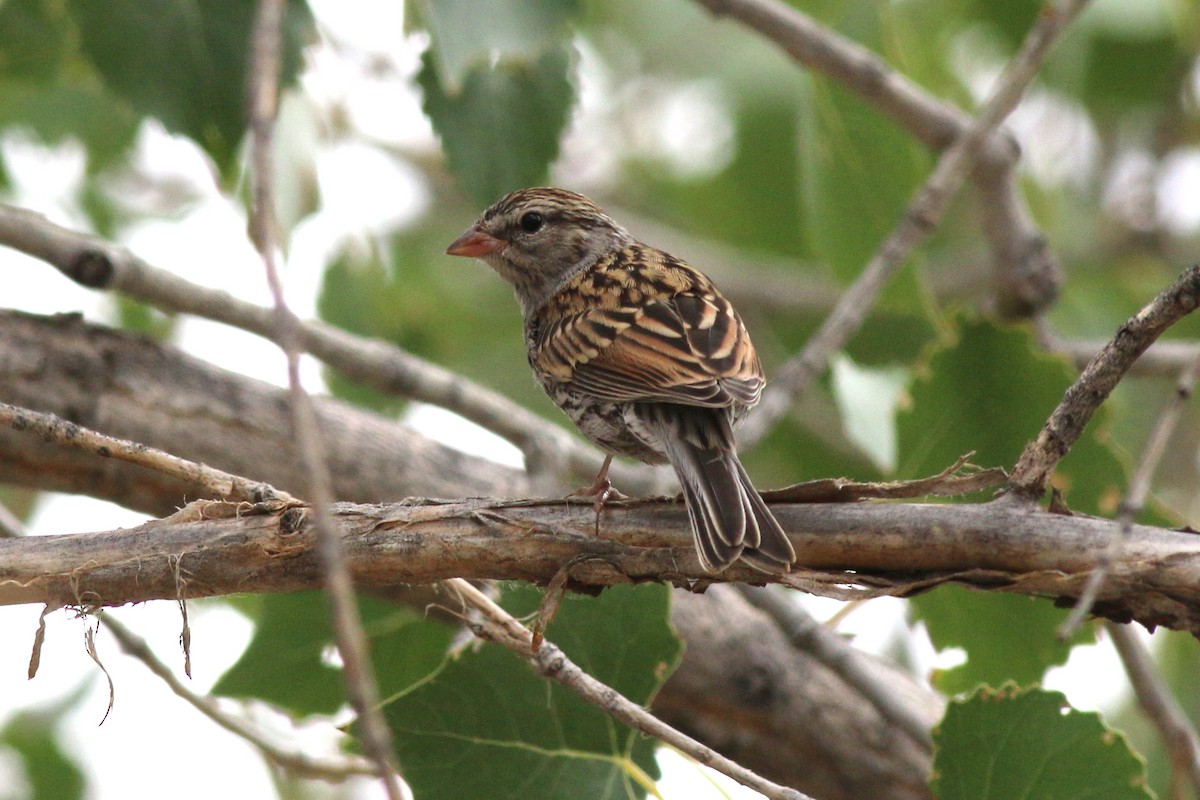 Chipping Sparrow - ML140107611