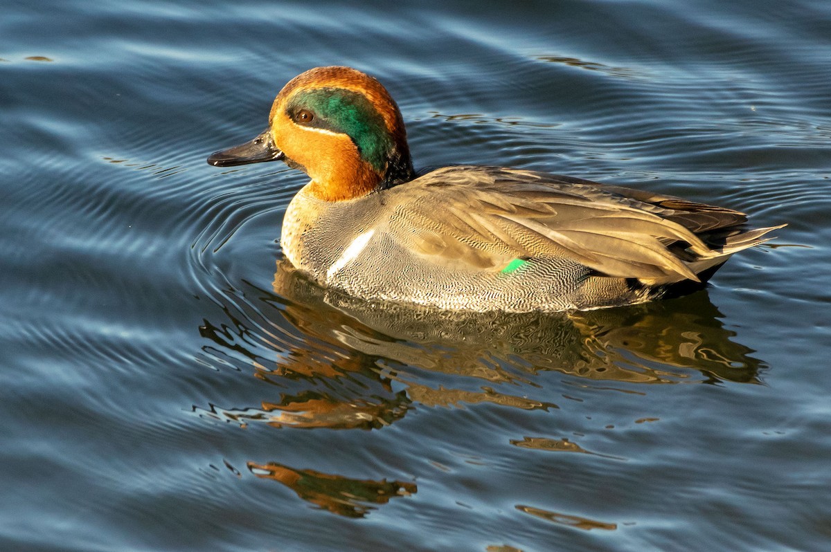 Green-winged Teal - ML140108841