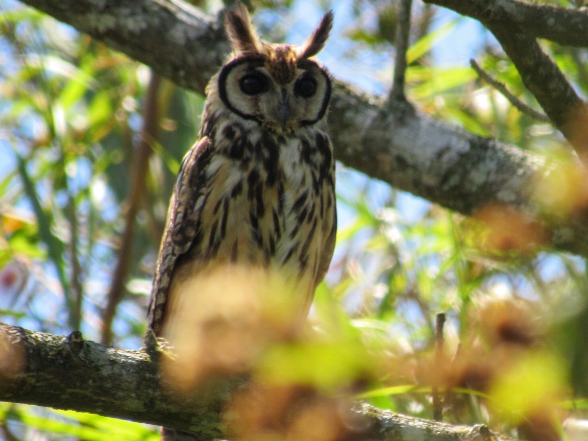 Striped Owl - ML140109201