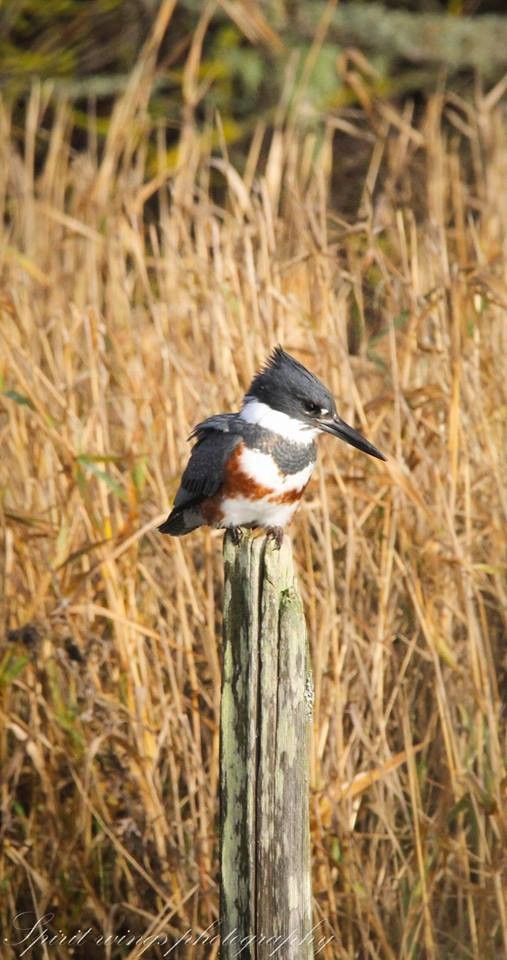 Belted Kingfisher - Camille Bock